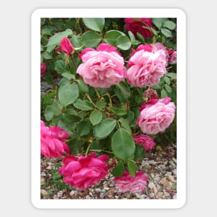 Pink Vintage Rose Flower Photo Sticker